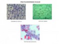 /album/imagenes-para-practicas-de-laboratorio/imagenes-diversidad-celular-jpg/